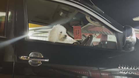 Talking to a Dog in a Parked Truck