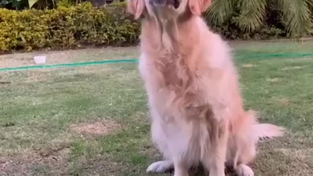 Learn How to stop your dog aggression toward other dogs by follow this ..
