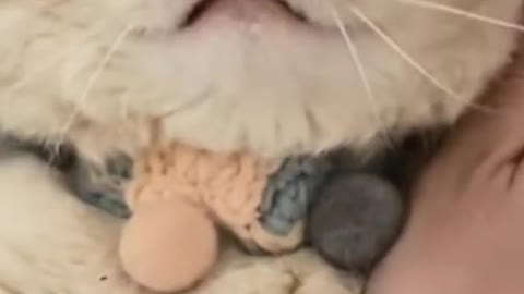 Funny Cute Cat
