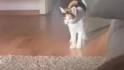 FUNNY CATS AND DOGS