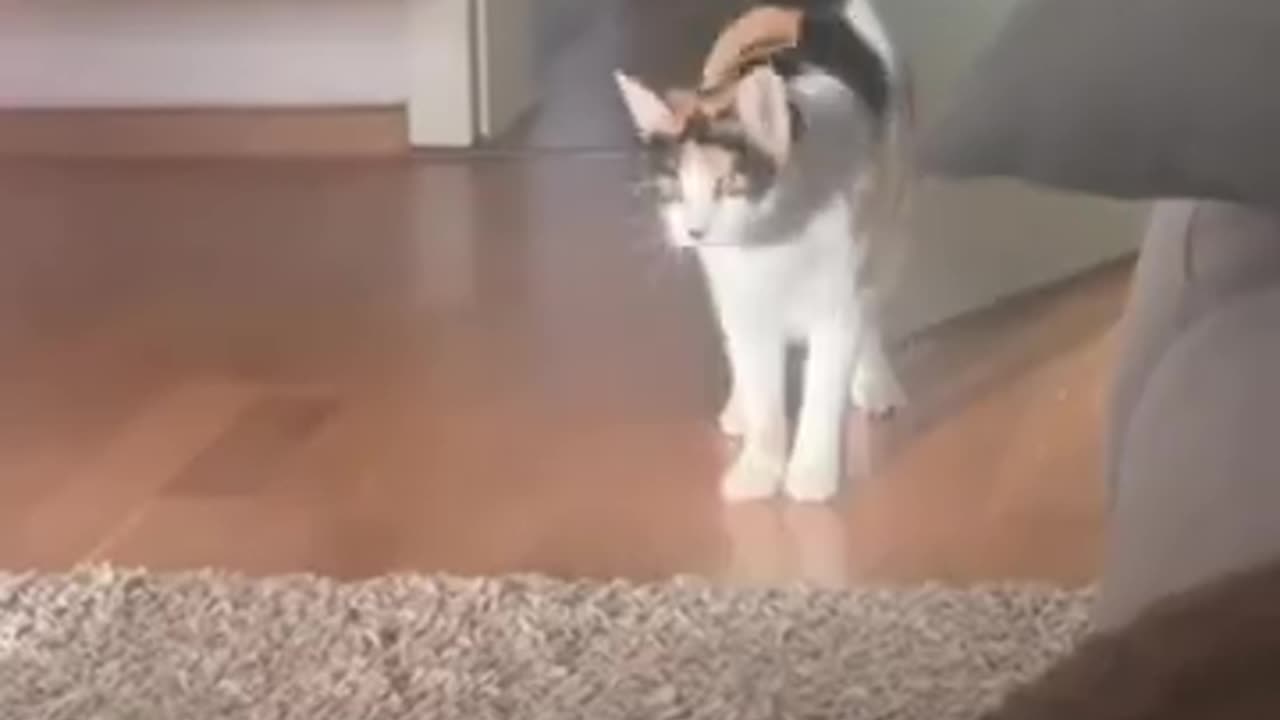 FUNNY CATS AND DOGS