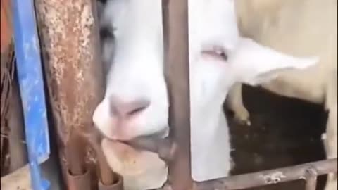 Goat going crazy