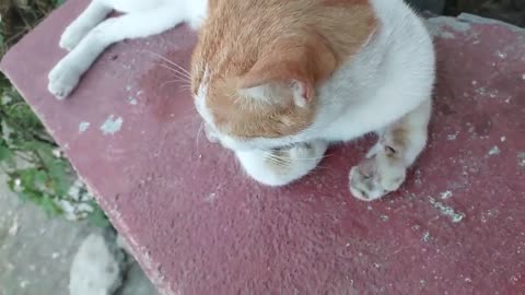 Cat #cat #animals
