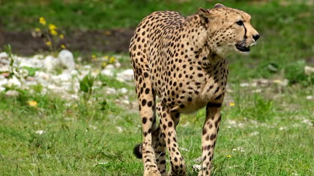 Is my leopard good looking?