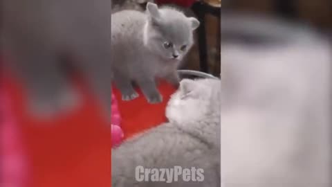Full funny video 🤣 video
