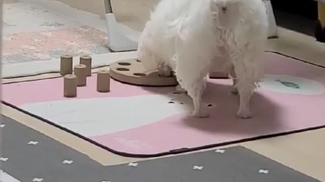 a dog eating snacks