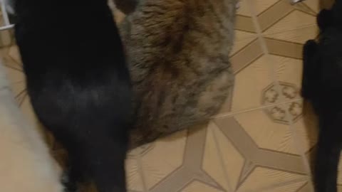 Funny Cats Lunch Time!