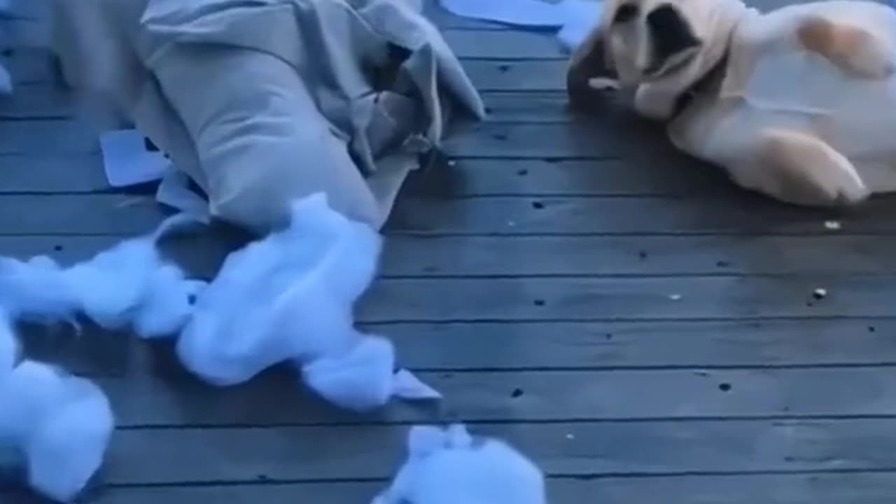 Funny animals