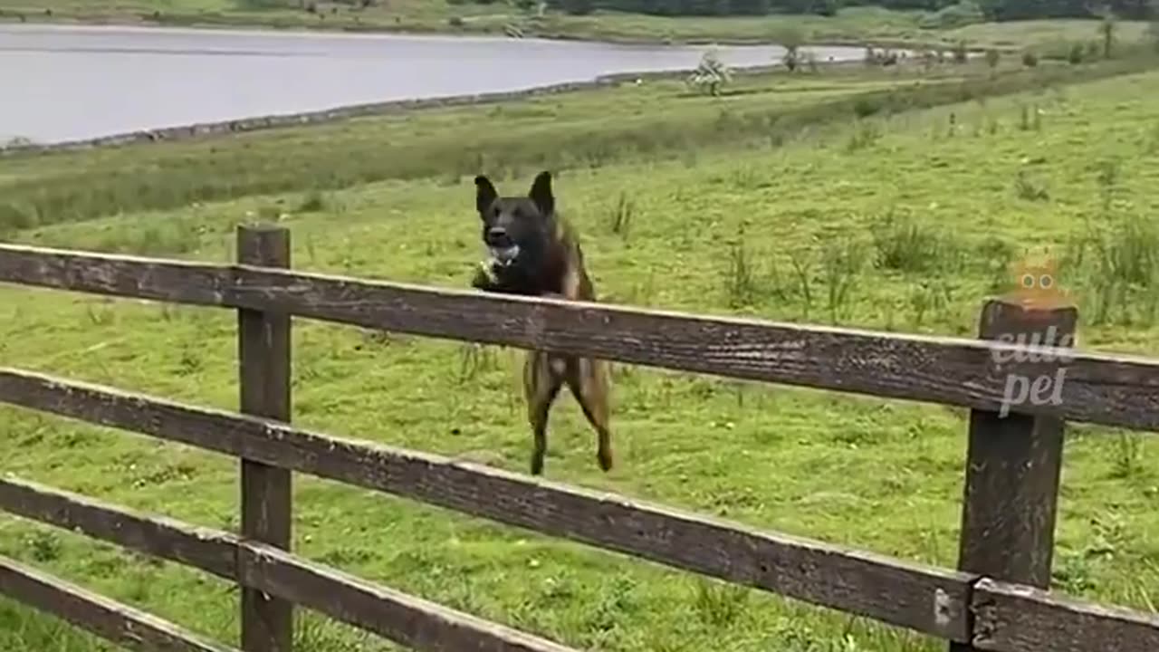 Cute dog Play basketball #view #viral #trending #dogs #comdy