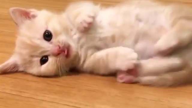 Aihao cat