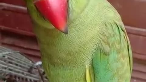 Mammy🦜kud roti😂#shorts#talkingparrot#viral
