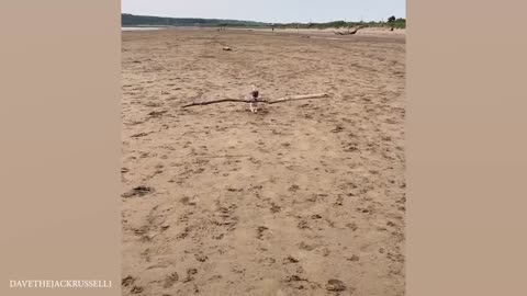 This is why DOGS are the FUNNIEST ANIMALS