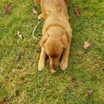 Adding recall with stay