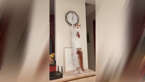 The cat almost broke his watch