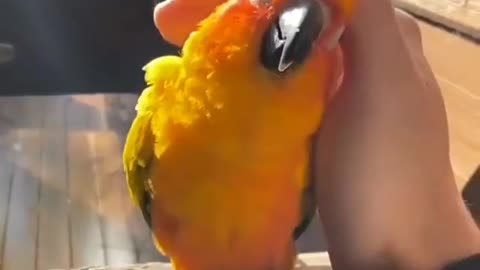 Cute parrot🌿 🖤🖤🥀