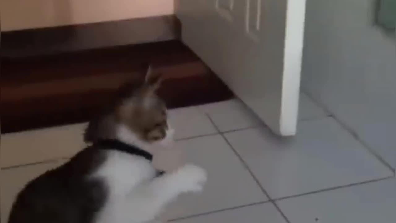New Funny Videos 2023 😍 Cutest Cats and Dogs 🐱🐶 Part 2