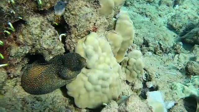 Looks like dead coral. FL. Keys?