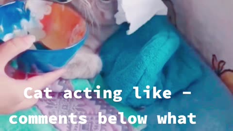 Funny Cat