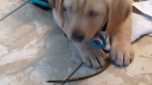 2012.12.15 Gunner
