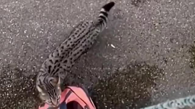 Cute stray cat