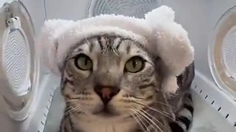 Cat react in house