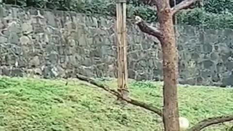 Crazy Animals