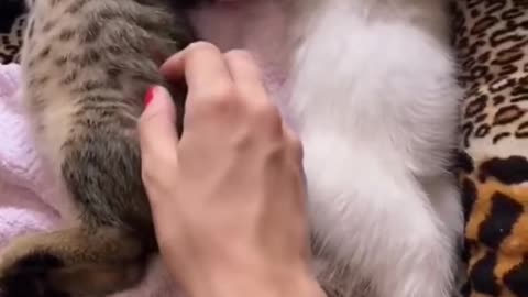 cats hugging meow