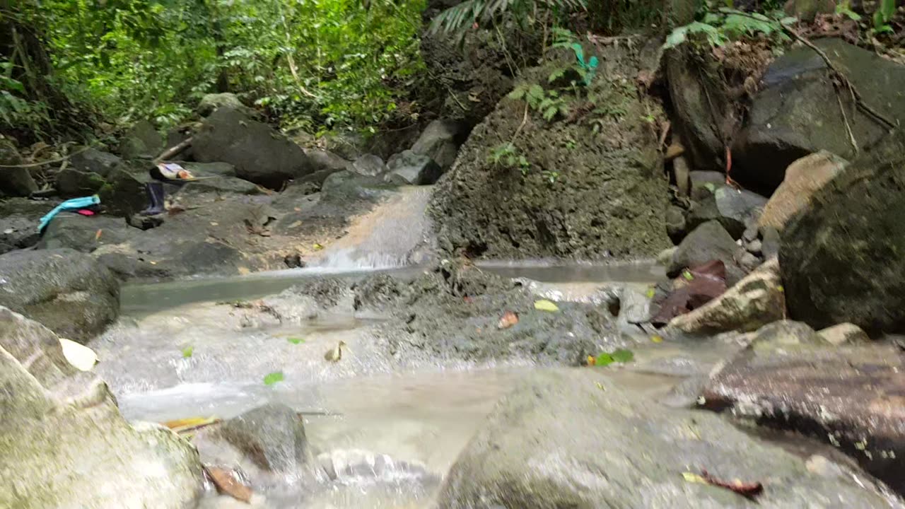 Life in the Forest
