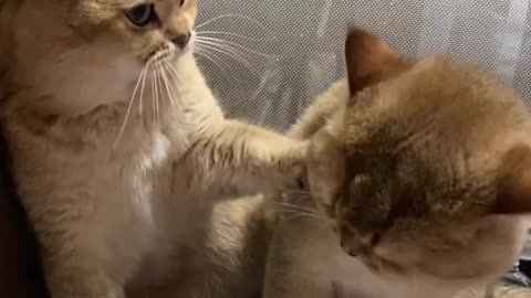 Cute Cats 🐈😺