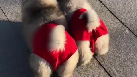 So cut puppy🐶🐶