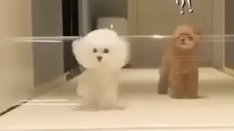 Different Ways of Puppies To Cross The Barrier #shorts #viral #shortsvideo #video
