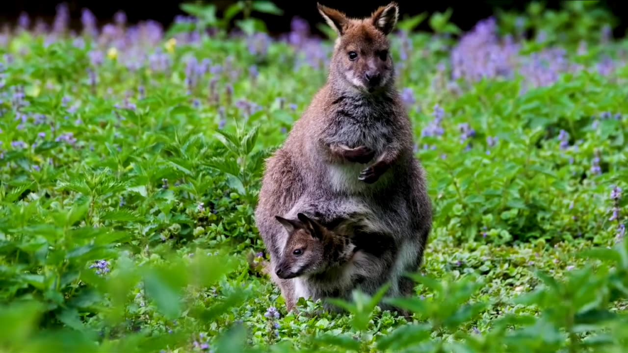 Camera Captures A Beautiful Couple Of Elephant And Kangaroo 🦘