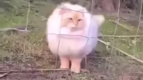Liquid cat T-1000