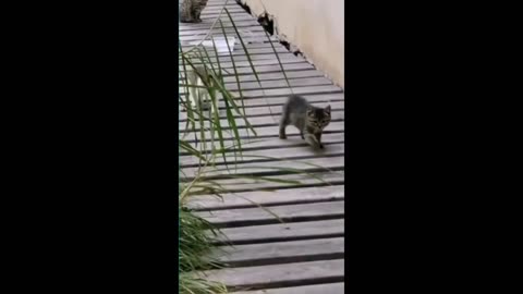 Funny animals Funny cats dogs Funny animal videos Haypyy Pet
