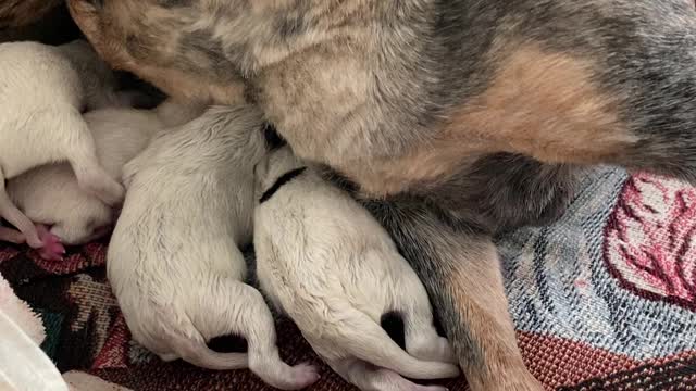 TESS and pups.