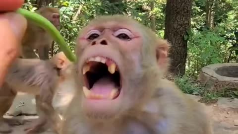 Eating monkey funny