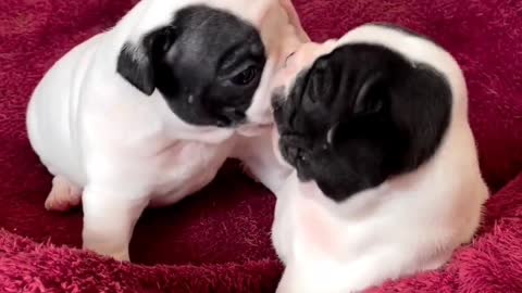 Sibling love puppy and cute dog