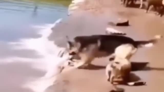 The incredible story of a brave German Shepherd who saved the sheep.....