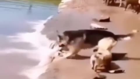 The incredible story of a brave German Shepherd who saved the sheep.....