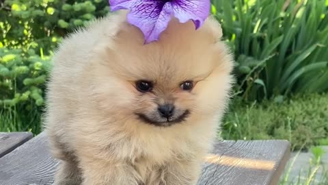 Desirable pet