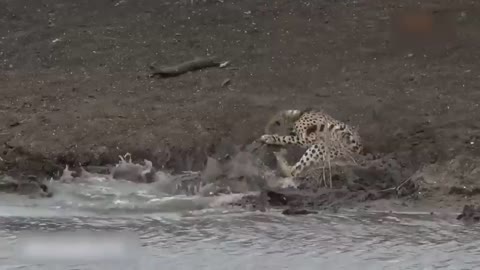 Crazy! Mad crocodile fierce Attack vs Lion