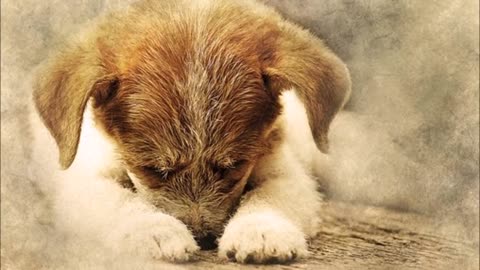 9 Hours of Deep Relaxation Separation Anxiety For Dogs