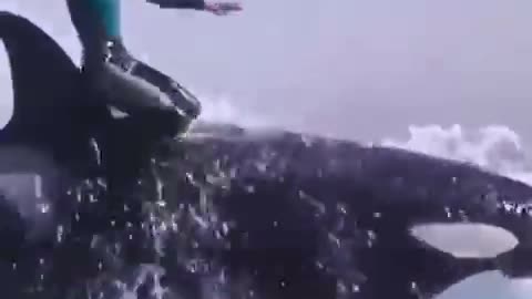 Swiming with dolphin