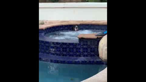 funny animals (super 3 minute funny) cats and dogs