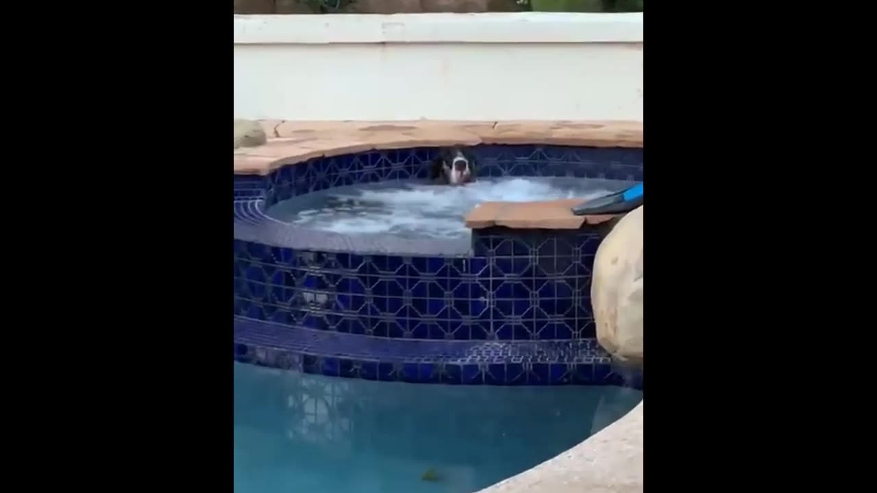 funny animals (super 3 minute funny) cats and dogs
