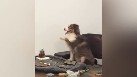 New funny cat and other animals video