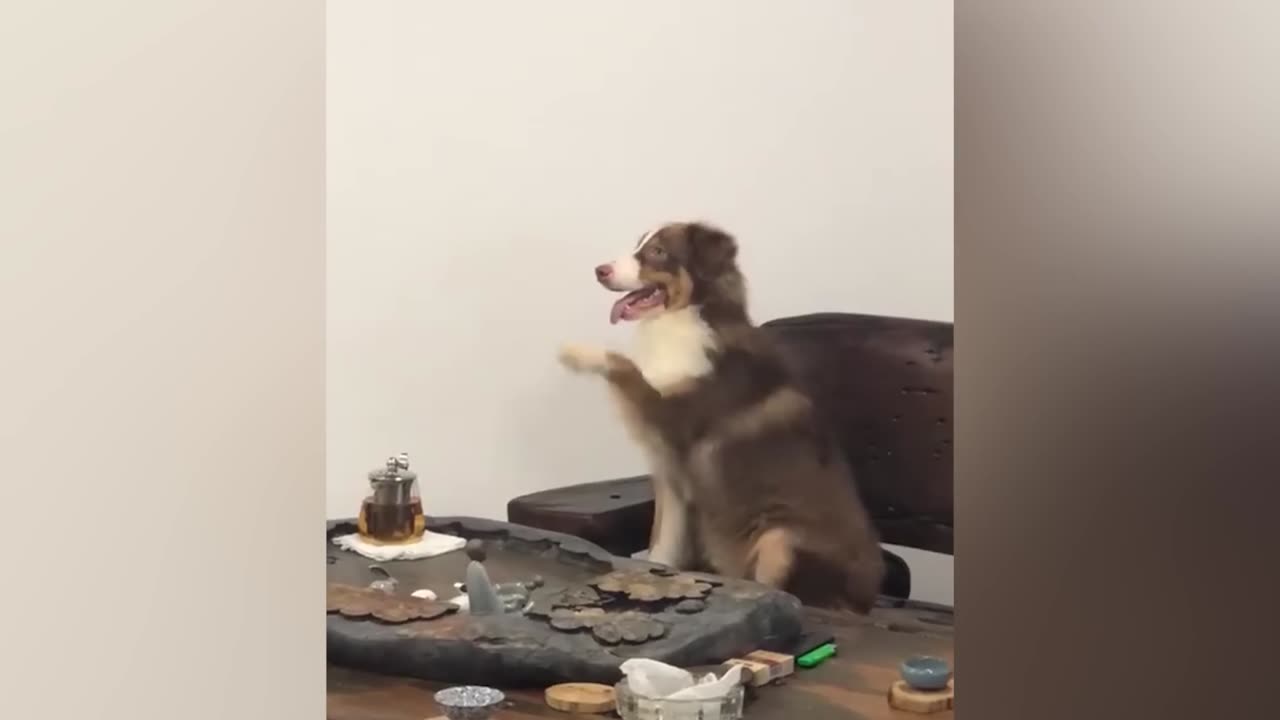 New funny cat and other animals video