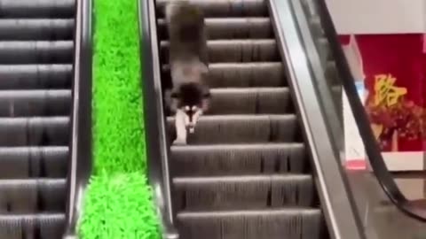Cute animals #shorts
