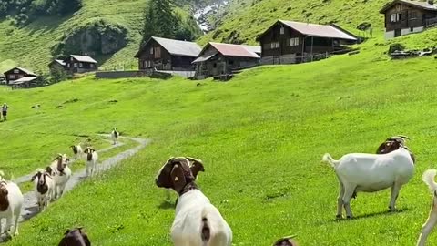 I'm grazing at the foot of the Alps