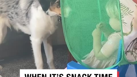 The stare 🐕😂🐾